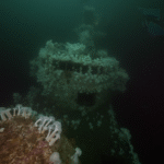 Diver’s Stunning Video Reveals Thriving Underwater Sanctuary at HMCS Saskatchewan Artificial Reef